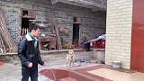 母狗也不知道为什么，很喜欢打小狗，还咬它