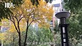 又见政策一刀切 郑州街道要求不见落叶 环卫工用水枪先把树打秃