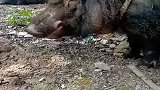 野猪王嚣张跋扈，野猪们忍无可忍把它推下王位，王者立马变青铜