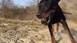 罗威纳犬和杜宾犬混血串串 绝对的猛犬一枚