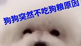 狗狗突然不吃狗粮是有原因的