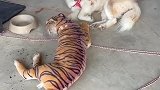 你们猜狗狗醒来，发现只老虎是什么表情呢