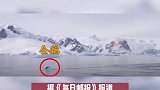 满满求生欲！企鹅为躲避虎鲸追捕跳上游船获救