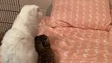 对小猞猁又爱又恨的白猫：真是太烦喵了