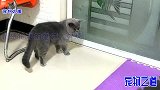 主人强迫公猫看小奶猫，胖公猫一脸不满意：谁家孩子这么丑