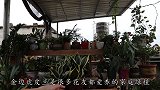金边虎皮兰繁殖，留住金边有方法，3周生根