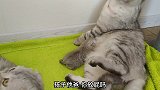 这小猫咪被嫌弃了，猫爸爸在帮忙整理毛发时，放屁了