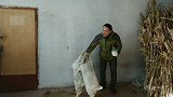 两只小山羊，名副其实的小吃货，喝口饮料也能来个高难度动作