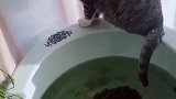 猫：闲的没事，我用尾巴来钓会鱼！
