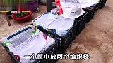 如何种植包菜?强仔教你一招,包菜个个饱满紧实,邻居见了都想学