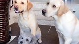 女主考验狗狗们忍耐力，结果拉布拉多一致对外，笑喷了