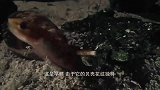 这种海螺有“毒牙”，千万不能捡，一不小心人就嗝屁了！