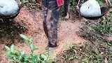 姑娘挑着冬瓜走泥路，每一步都让我心悬，真怕姑娘滑倒