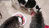 卧在毯子上的猫咪，看这毛发的样子，一定很好摸吧
