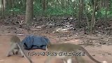 猴子抢了游客遥控汽车，坐在遥控汽车上，网友-下一秒笑喷了
