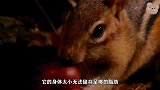 可爱的花栗鼠，为准备过冬食物使出十八般武艺，越看越爱