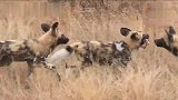 野狗群捕获羚羊，众成员疯狂的抢食，羚羊不够分