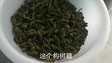 构树穗这样简单一做，味道更独特，回味无穷真好吃！