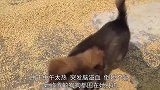 拾荒老人街头倒地身亡，这些流浪狗却不离不弃守护在一旁不让靠近
