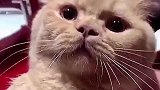 猫，我可不能哭，我是坚强的小猫咪
