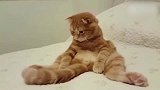 萌宠：猫咪：这是个什么鬼，怎么从来没见过啊，失恋了吗？