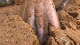 一铁锹下去挖出巨型八爪鱼，老哥这运气好到没朋友，羡慕不羡慕？