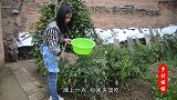炒辣子夹馍，不少陕西人觉得它比肉都香，丽丽有口福了