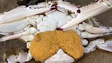 赶海发现搁浅的大个梭子蟹