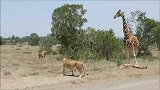 可怜天下父母心：长颈鹿幼崽被狮群捕获，长颈鹿妈妈依然拼死保护