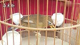 听到母画眉鸟的叫声，公画眉鸟内心激动，也跟着大叫起来