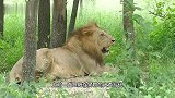 大查雄狮的后代：独自开启流浪生活，并没有组成父子联盟