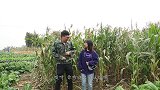 二货相亲，凭一片苞米地抱得美人归，俩人对话看一遍笑一遍