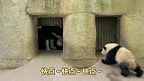 饲养员喊大熊猫回笼吃饭，这货却迷路了，好蠢萌啊！
