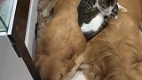 猫：还是挨着狗哥睡暖和呀！