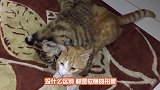 猫咪第一次见老虎，看得眼睛都瞪圆了：朕一定是吃了假的猫粮