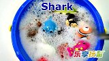 乐享动物乐园带你认识对血腥味特别敏感的鲨鱼