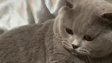 对付咬人的猫咪就该这样做，这位铲屎官的做法太好笑了