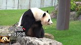 熊猫桃浜太会卖萌了，无辜的神态真像个受了委屈的200斤的孩子