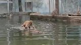 猴子乘竹筏双手划水而行，这似曾相识的感觉