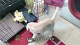 拉布拉多吃饭必须坐好，数到3才能吃，主人在这方面教的真好
