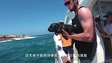 太可爱了，老外放生小海豹结果又游了回来，网友：确定这不是羊