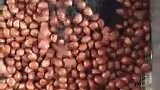 糖炒栗子出锅啦