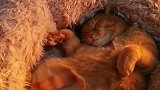橘猫：天天听着小曲睡着觉还真舒服呀！