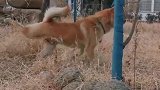 中华田园犬 ：姿势一定要帅！