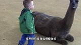 小朋友来到动物园参观，走到一只羊驼旁，羊驼的举动然人吓一跳