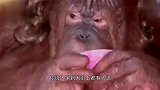 猩猩：怎么就没人追我呢