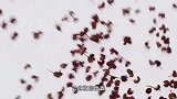 天下一锅：朝天椒，这可是川渝火锅秘籍中的急先锋