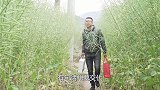 四川方言：老坎做事不像话，一根骨头哄两家，这下好了！