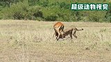 猎豹捕食高角羚，不久便结束了战斗，真是太厉害了