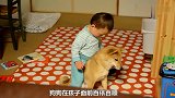 狗狗和孩子相处，究竟萌爱了谁的心？